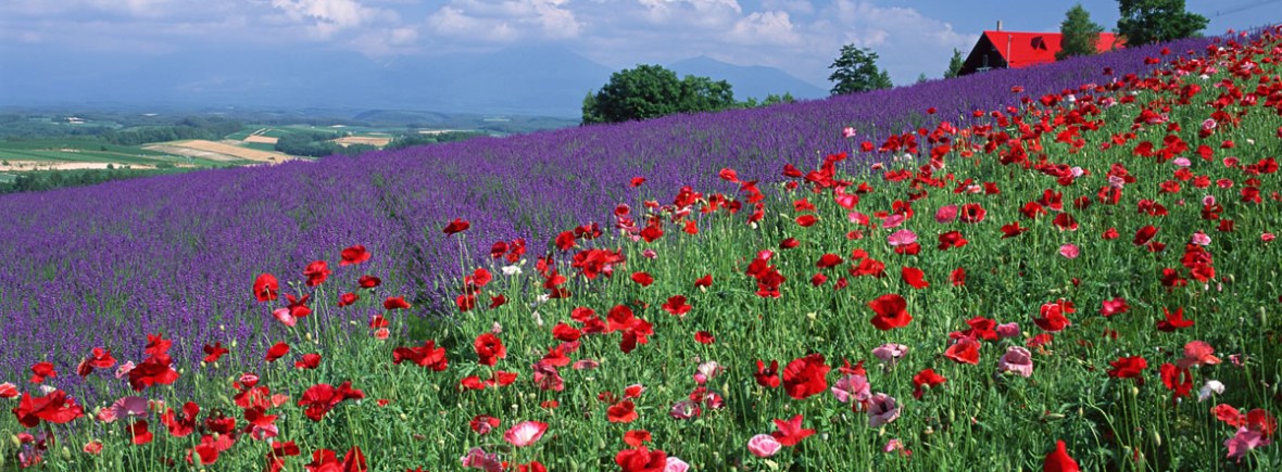 鹿児島のおでかけ同行サービス